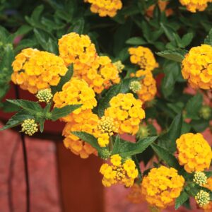 Lantana New Gold
