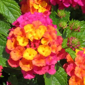 Lantana Shamrock Cherry Sunrise