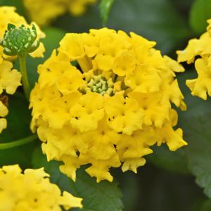 Lantana Shamrock Yellow