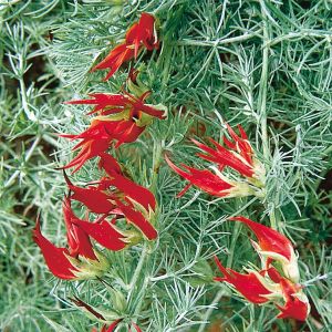 Lotus berthelotii