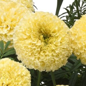 Marigold Lanna Lace