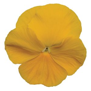 Pansy Matrix Yellow