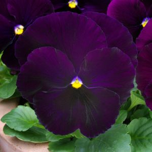 Pansy Spring Matrix Purple