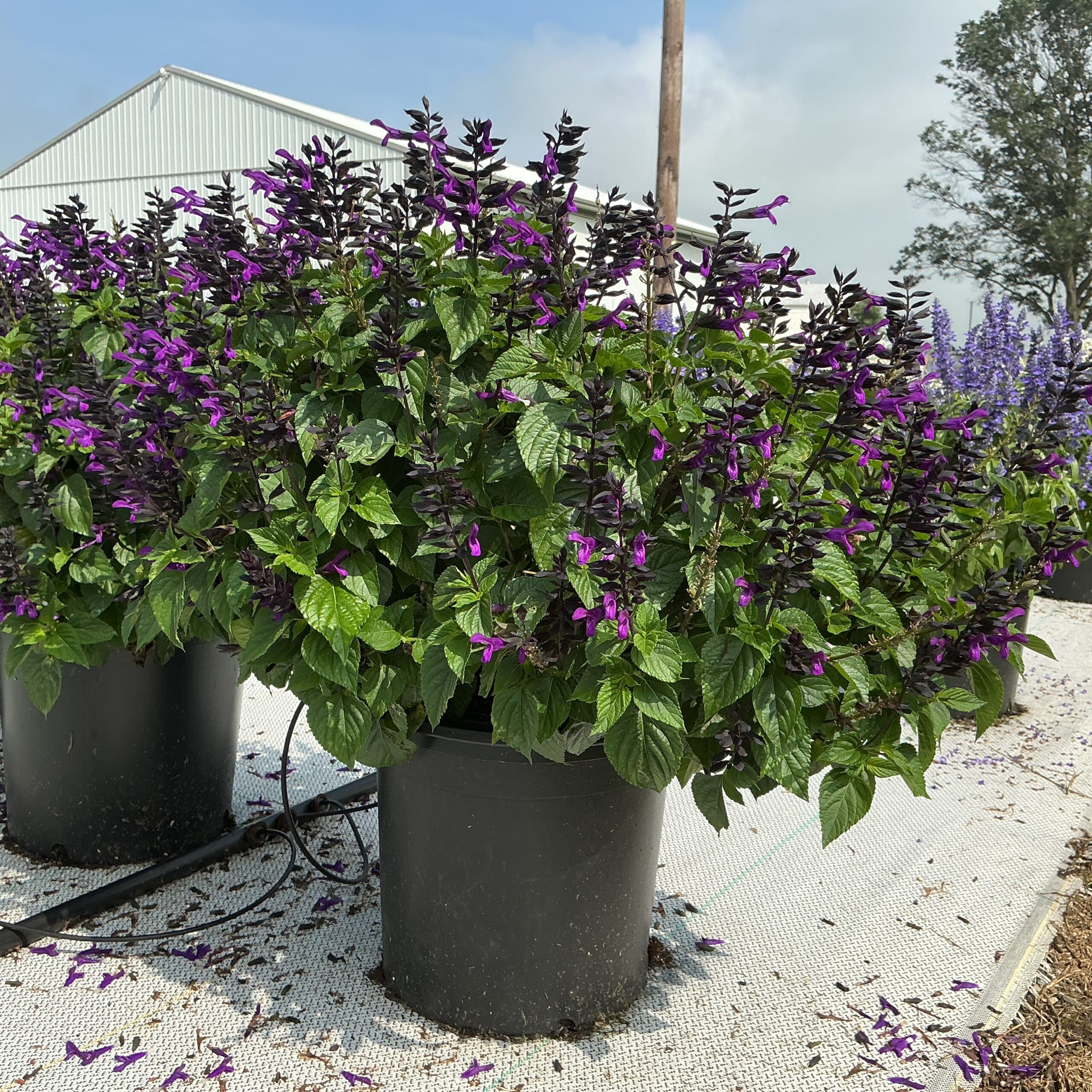 Salvia Splendor Dark Purple - Image 2