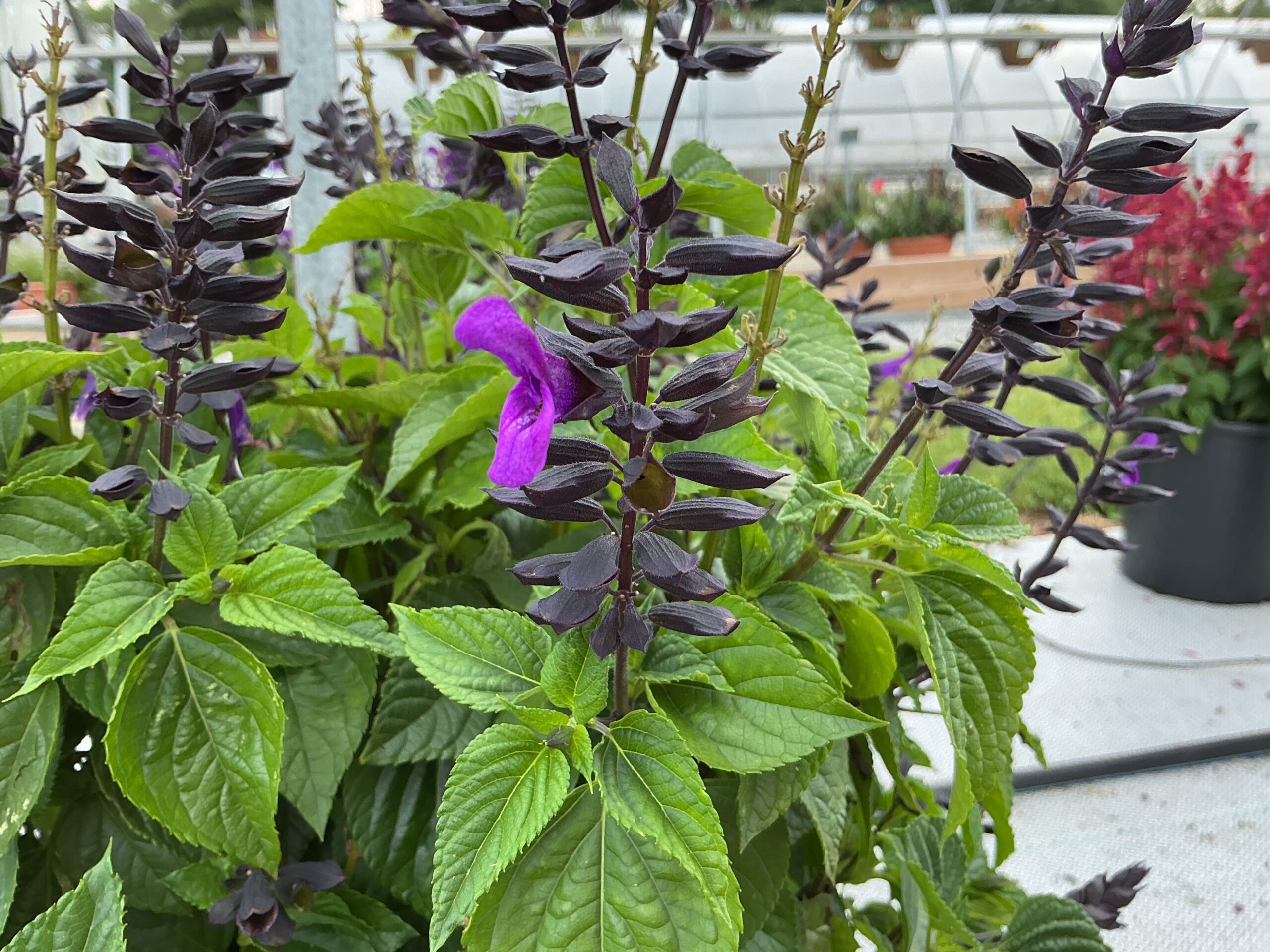 Salvia Splendor Dark Purple - Image 4