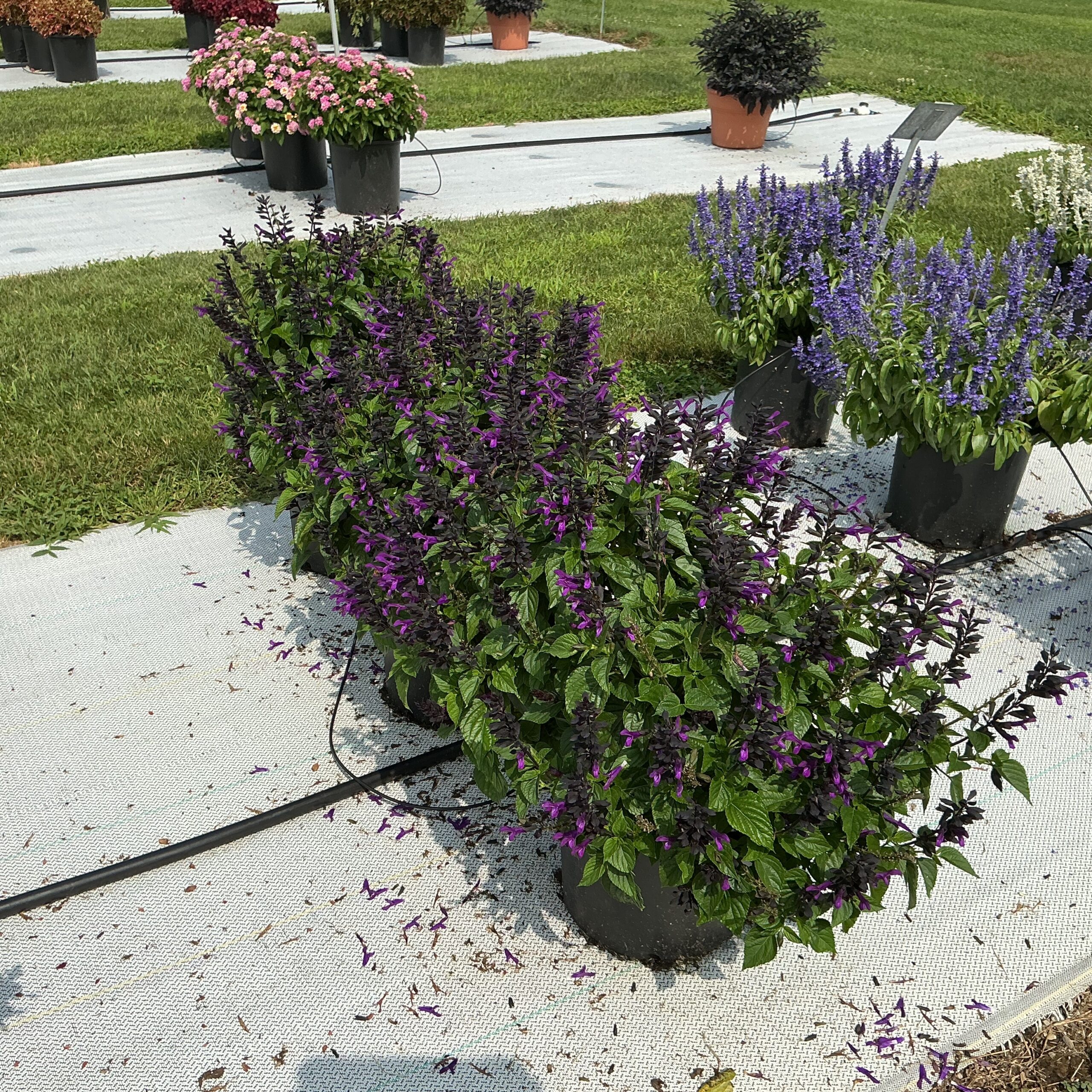 Salvia Splendor Dark Purple - Image 3
