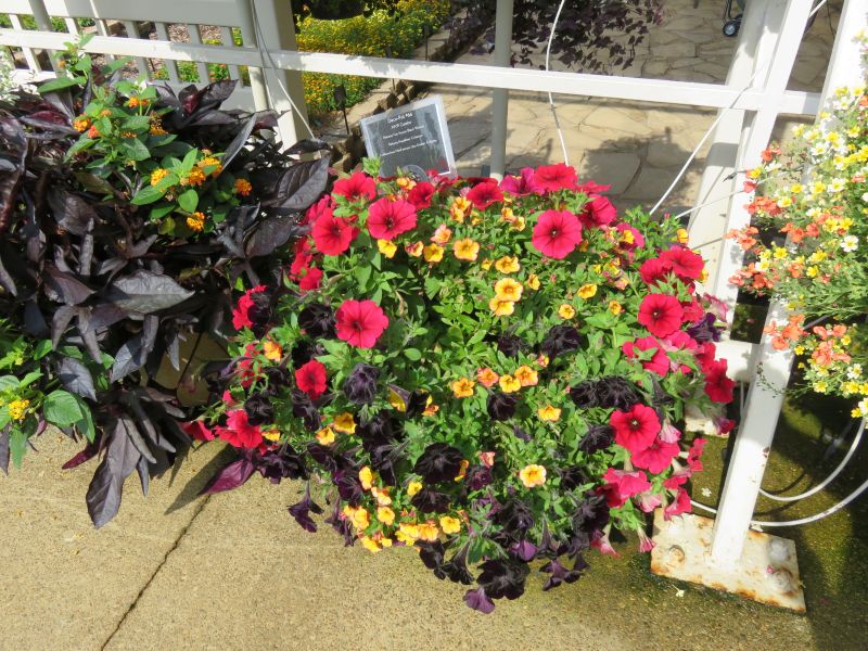 Petunia Headliner Crimson - Image 3