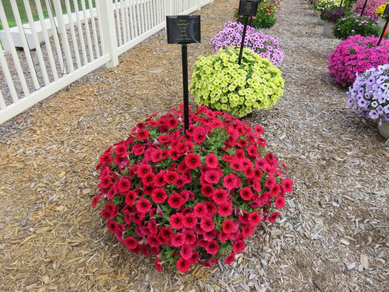 Petunia Headliner Crimson - Image 2