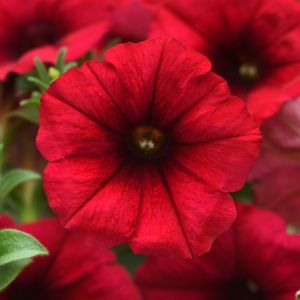 Petunia Headliner Crimson