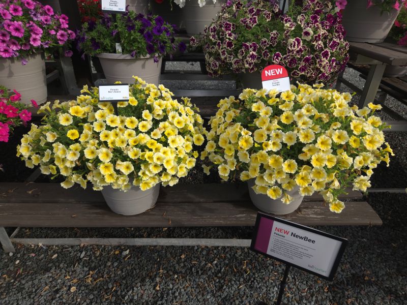 Petunia NewBee - Image 2