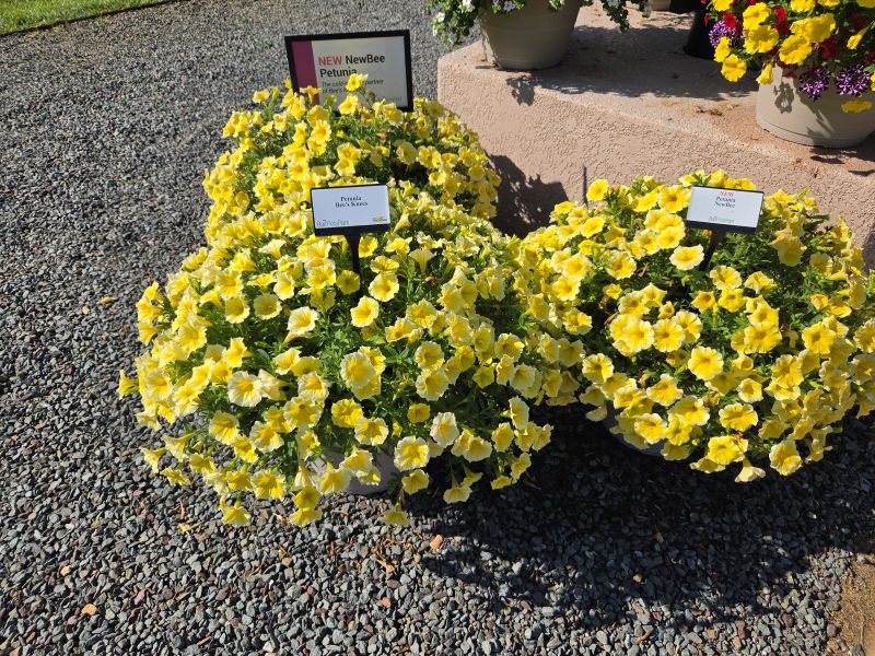 Petunia NewBee - Image 3