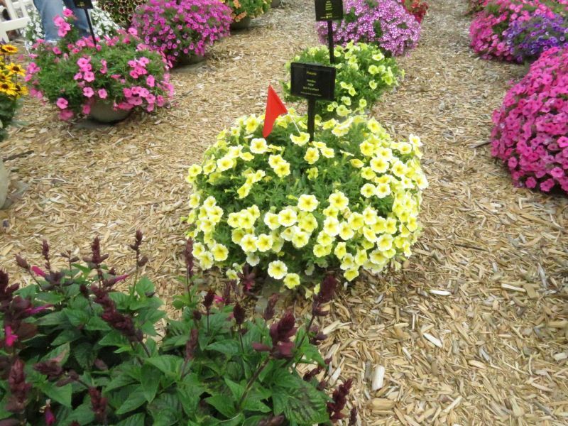 Petunia NewBee - Image 4