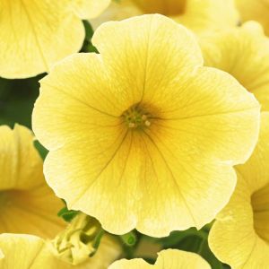 Petunia NewBee