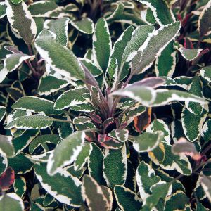 Sage Tricolor