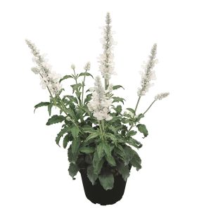 Salvia Candle White Improved