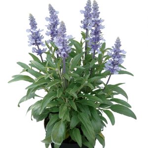Salvia Candle Light