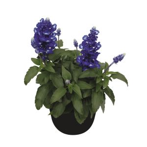 Salvia Candle Midnight Improved