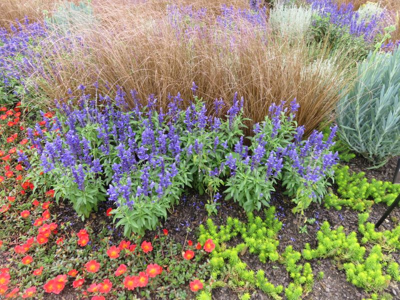 Salvia Mystical Blue - Image 2