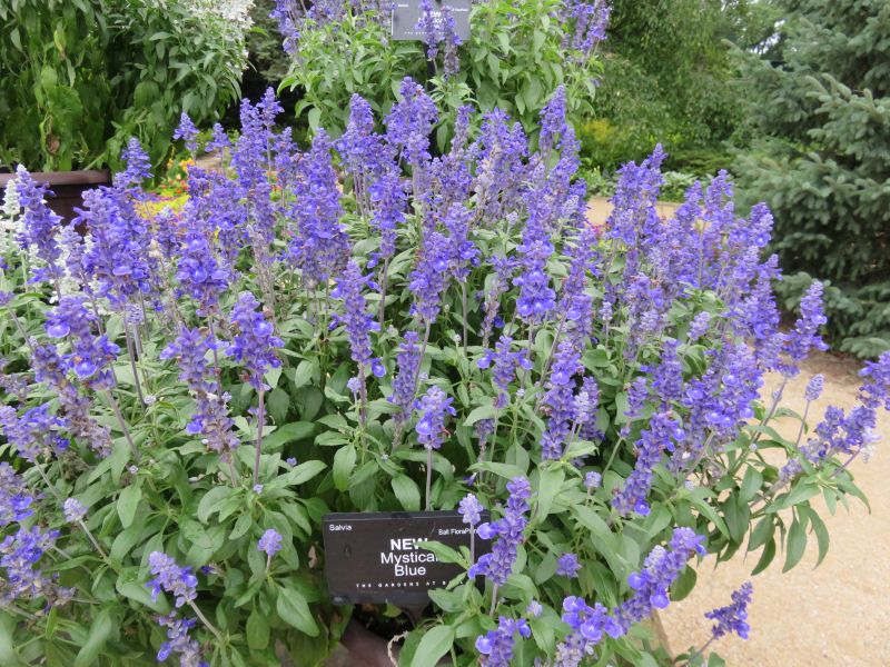 Salvia Mystical Blue - Image 4