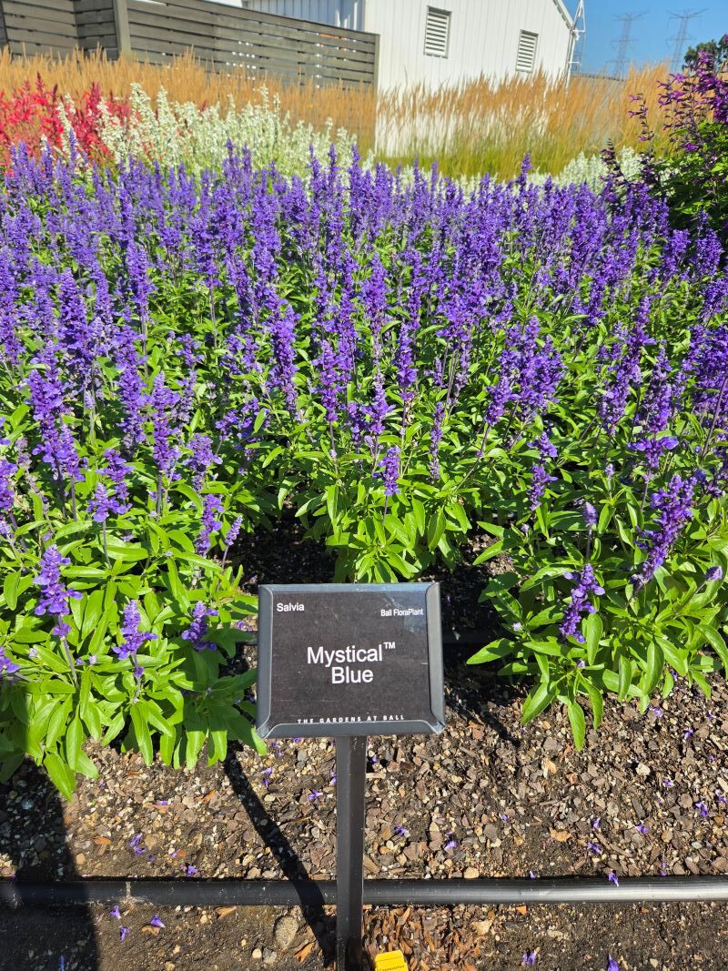 Salvia Mystical Blue - Image 3