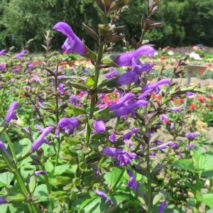 Salvia Salgoon Lake George