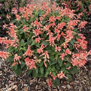 Salvia Saucy Coral