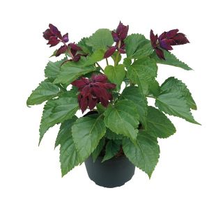 Salvia Saucy Wine