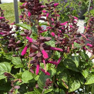 Salvia Splendor Charm Cherry