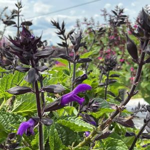 Salvia Splendor Charm Indigo
