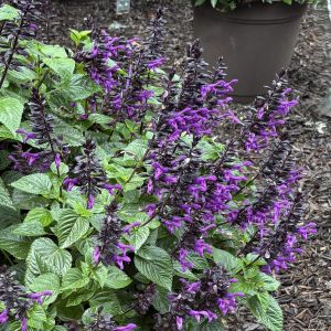 Salvia Splendor Dark Purple