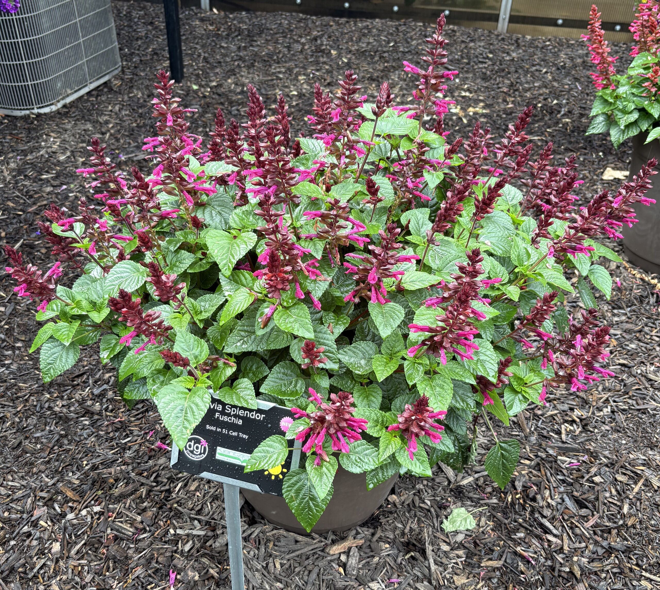 Salvia Splendor Fuchsia - Image 2
