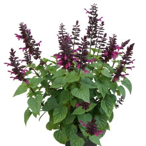 Salvia Splendor Fuchsia