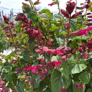 Salvia Splendor Red Flamingo
