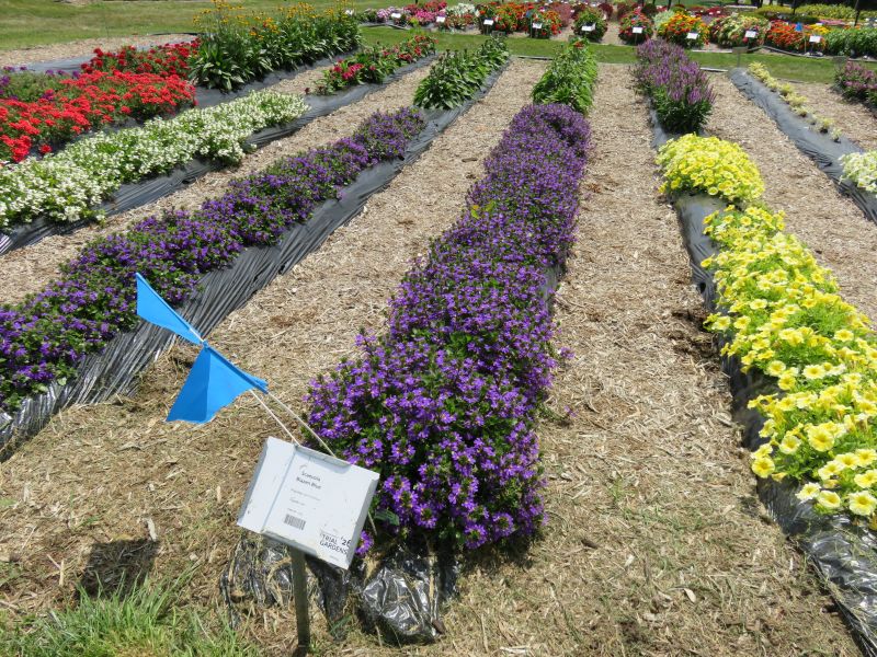 Scaevola Blazen Blue - Image 5