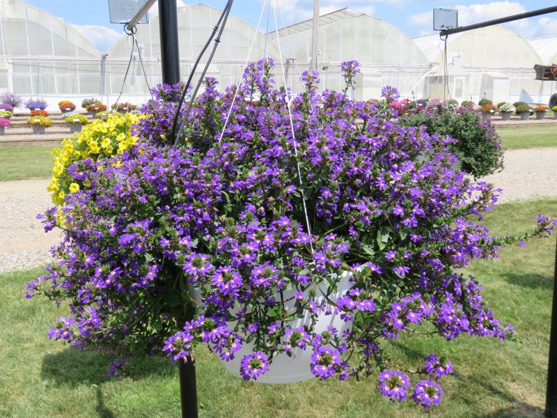 Scaevola Blazen Blue - Image 2