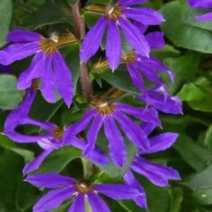 Scaevola Blazen Blue