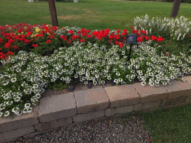 Scaevola Blazen White - Image 3