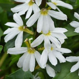 Scaevola Blazen White