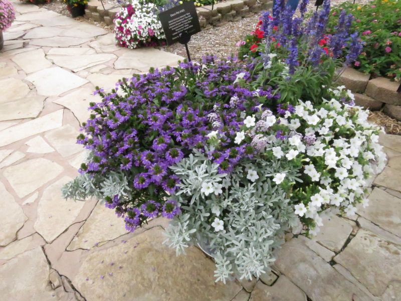 Scaevola Blazen White - Image 2