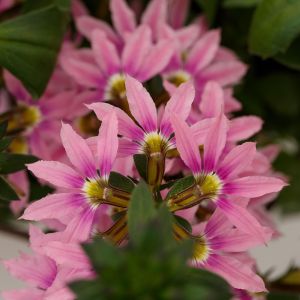 Scaevola Fanatix Pink