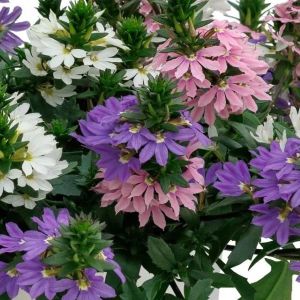 Scaevola Fanatix Spring Spirit