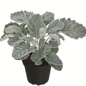 Senecio Silver Gleam