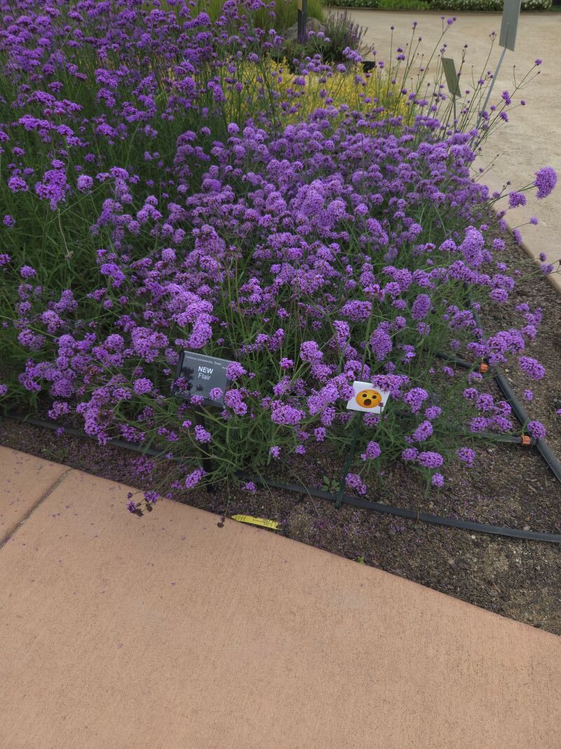 Verbena, upright Flair - Image 3