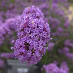 Verbena, upright Flair