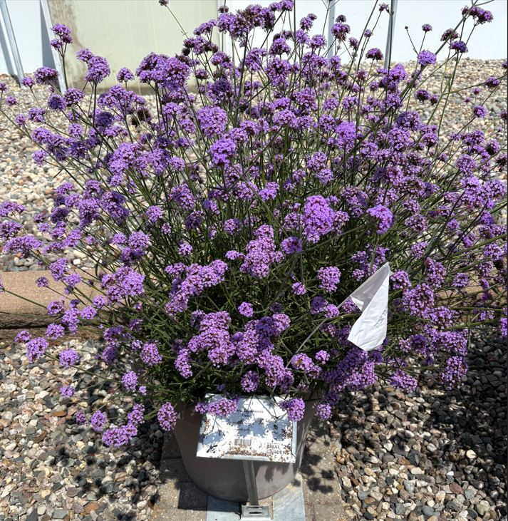 Verbena, upright Flair - Image 2