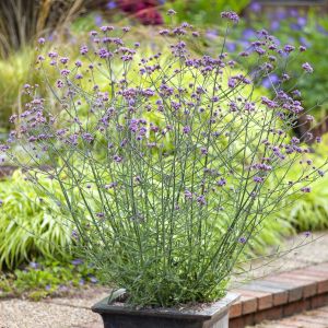 Verbena, upright Lollipop