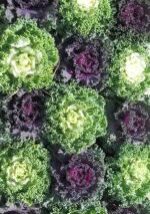 Assorted-4.5in-Kale-100711-1-002.jpg