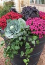 Cabbage-Dynasty-Blue-Rosborough-150-225.jpg