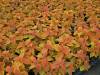 Coleus Rustic Orange 061711