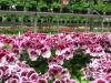 Geranium-Regal-Purple-Majesty-042013